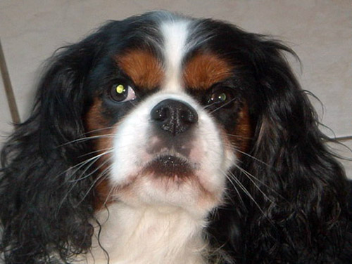SPANIEL CAVALER KING CHARLES
